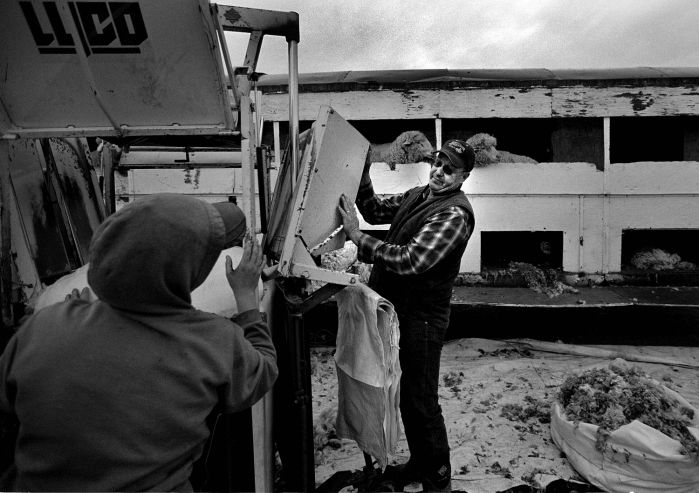 Shearing